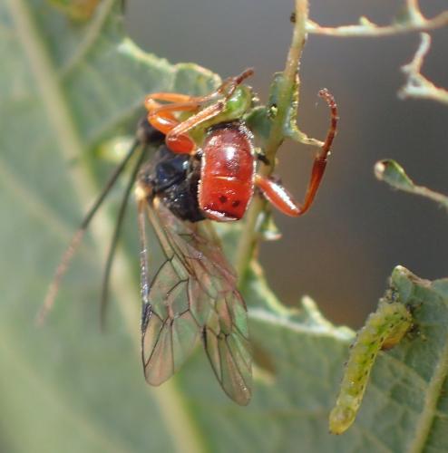 Rhorus sp.